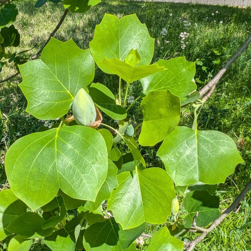 ユリノキ：蕾と葉 ／ Tulip Tree - Buds and leaves