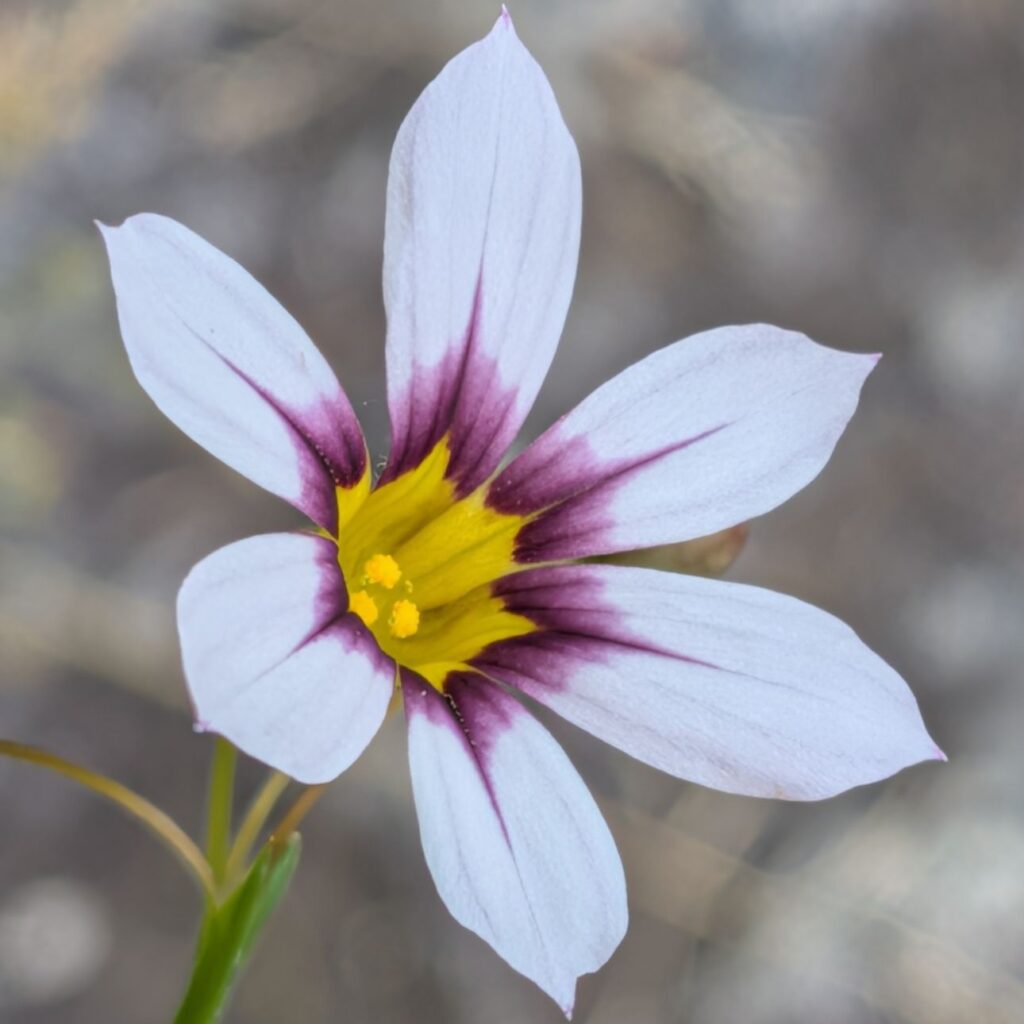 ニワゼキショウ：白色の花 ／ Blue-eyed Grass - White flower