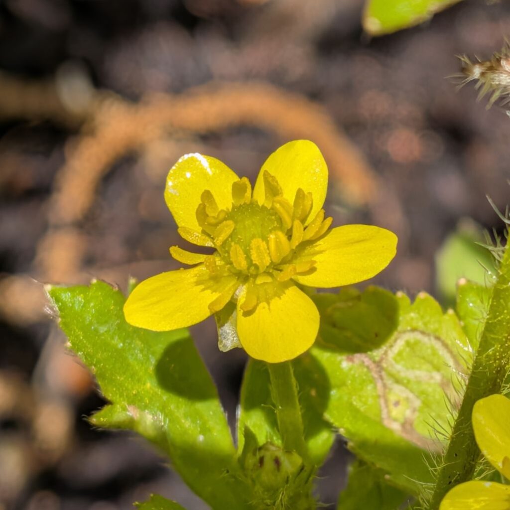 ケキツネノボタン： 花を側面から ／ Canton Buttercup - Side view of a flower