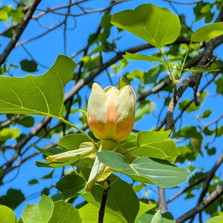 ユリノキ：花を横から ／ Tulip Tree - Side view of the flower