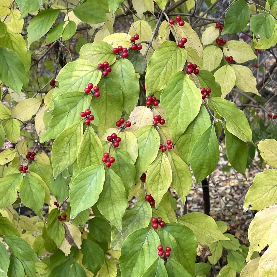 ハナヒョウタンボク：鮮やかな液果 ／ Amur Honeysuckle - Bright red berries