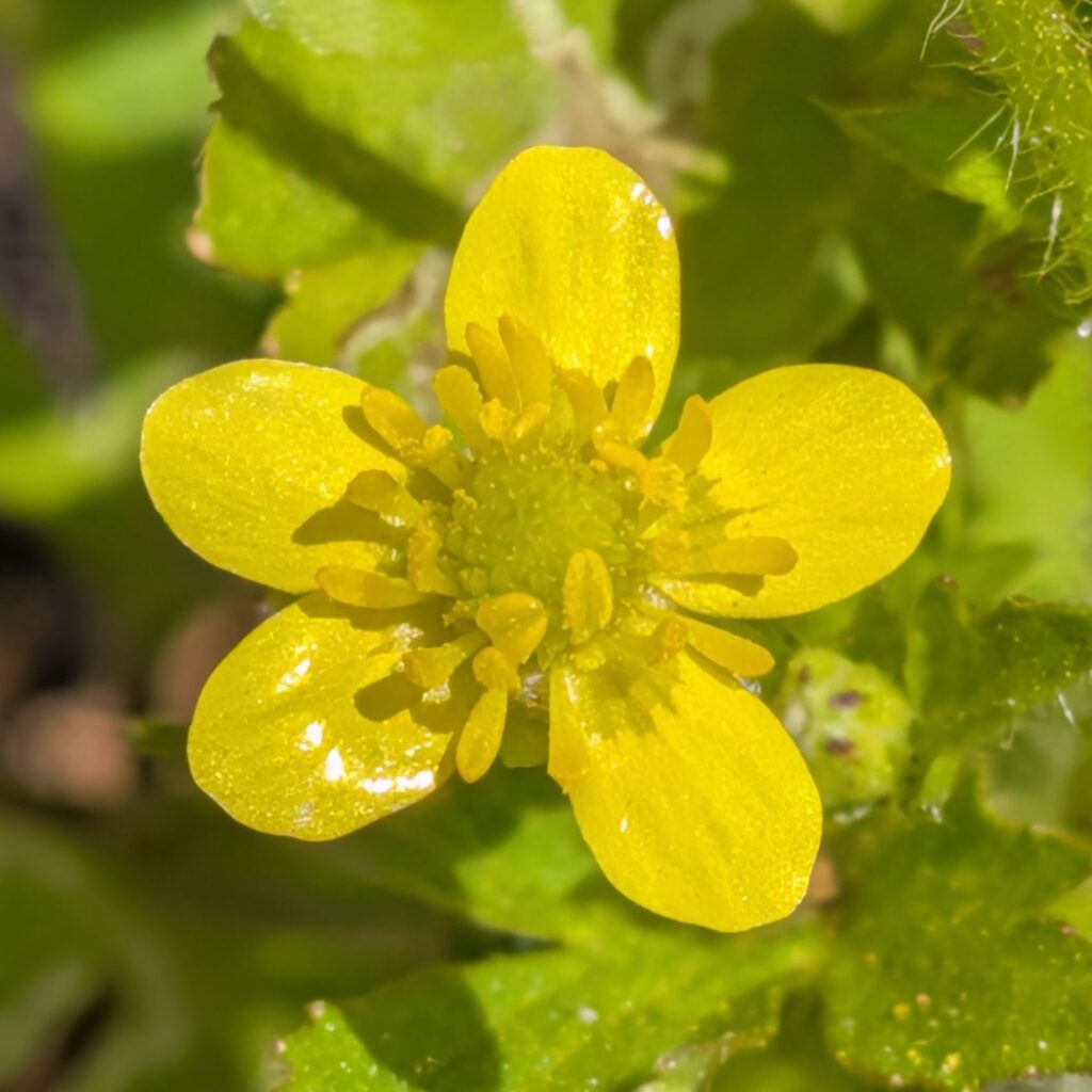 ケキツネノボタン： 花を正面から ／ Canton Buttercup - Front view of a flower