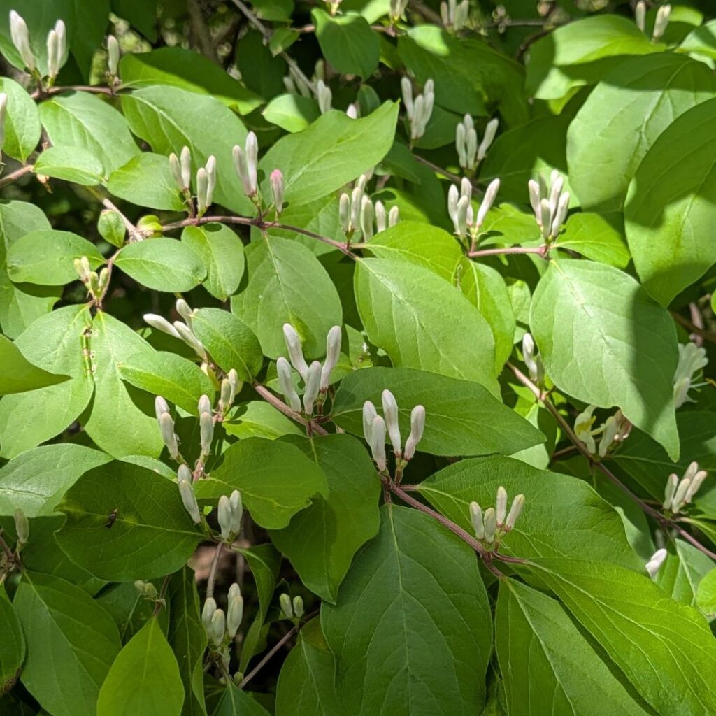 ハナヒョウタンボク：蕾と葉 ／ Amur Honeysuckle - Buds and foliage