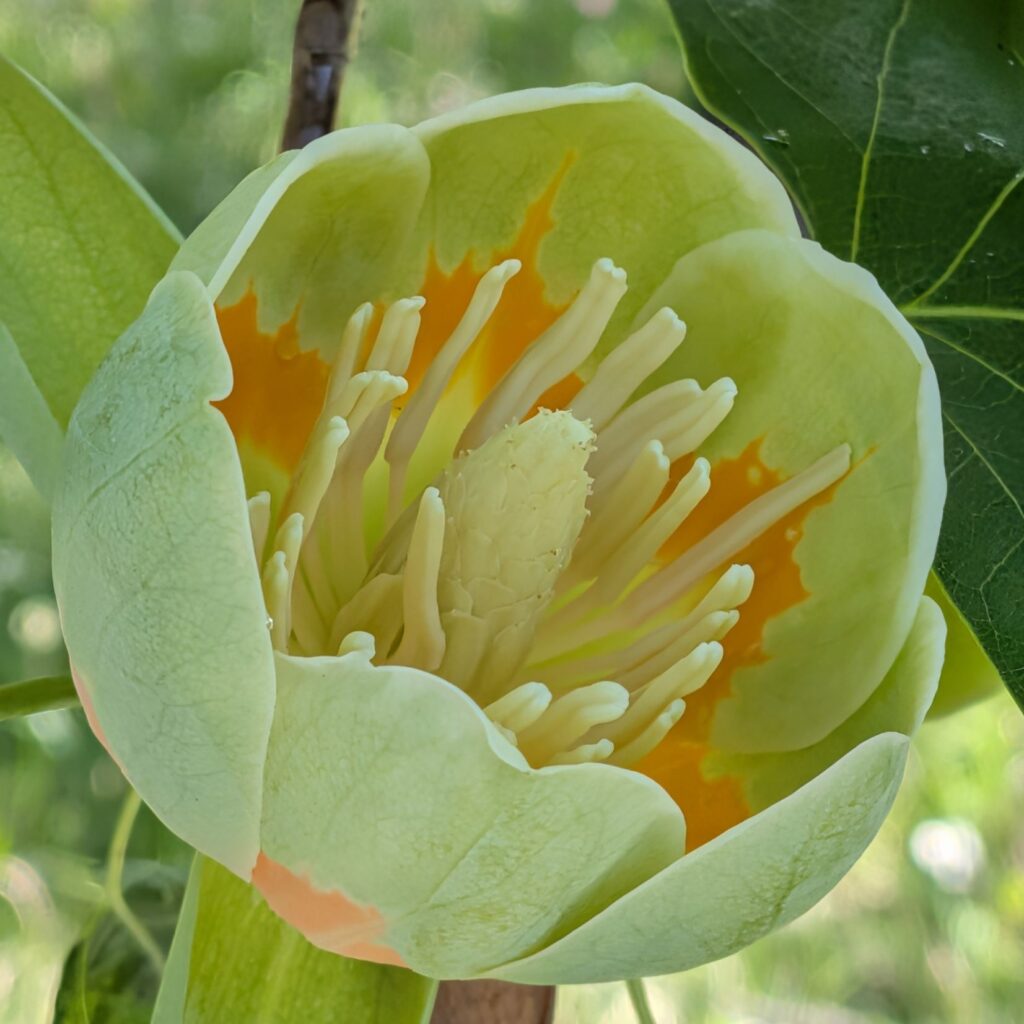 ユリノキ：花を近くから ／ Tulip Tree - Close-up of the flower