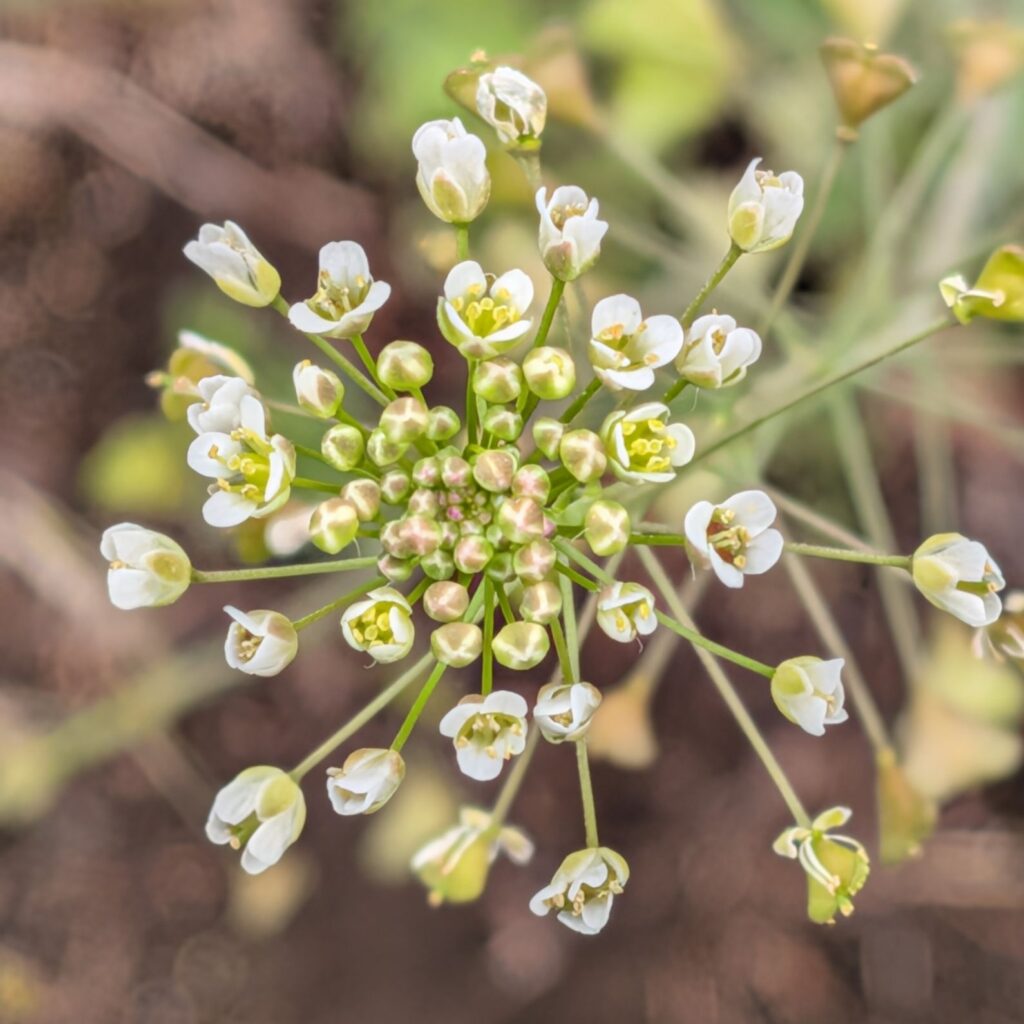 ナズナ：花序を上から ／ Shepherd's Purse - Inflorescence (top view)
