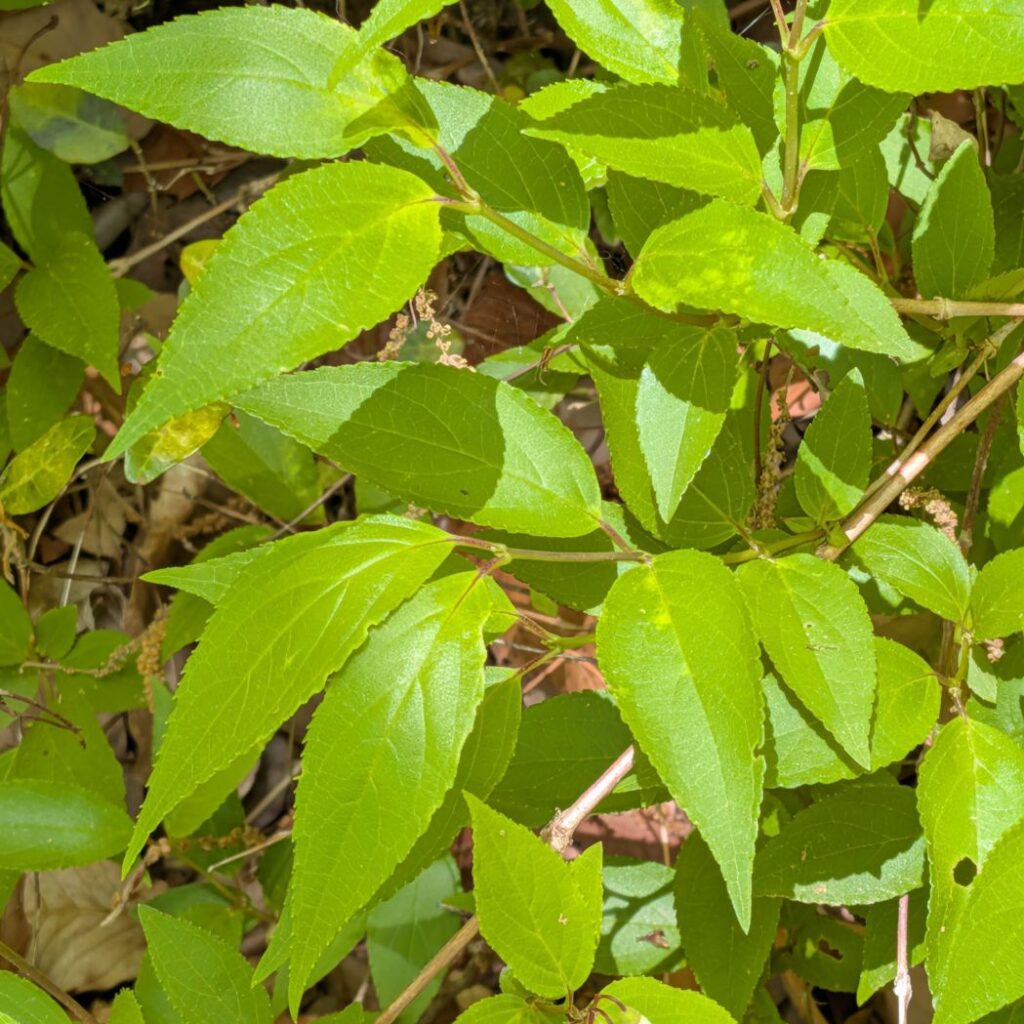 ヒメウツギ：葉 ／ Slender Deutzia - Foliage