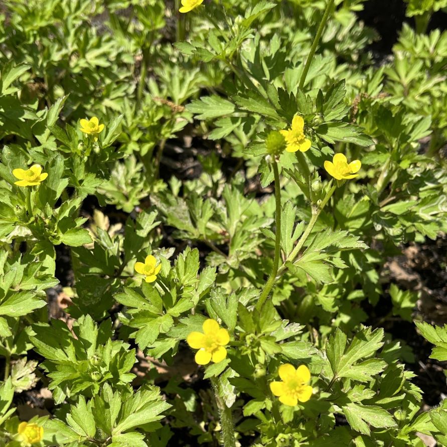 ケキツネノボタン： 群生 ／ Canton Buttercup - Growing in a cluster