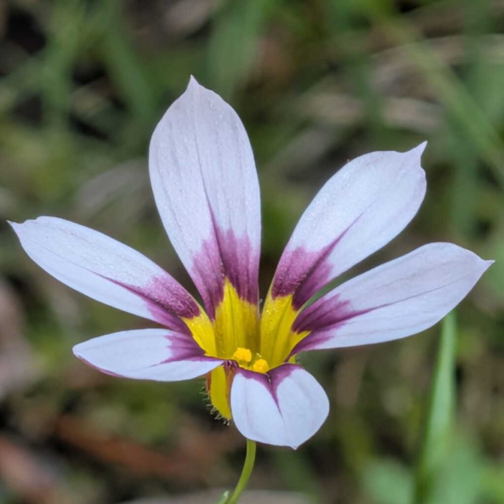 ニワゼキショウ：白色の花を横から ／ Blue-eyed Grass - Side view of a white flower