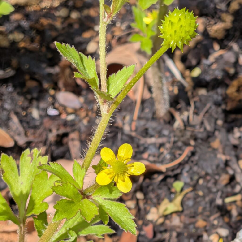 ケキツネノボタン： 茎、葉、花、果実 ／ Canton Buttercup - Stems, leaves, flowers, and fruit