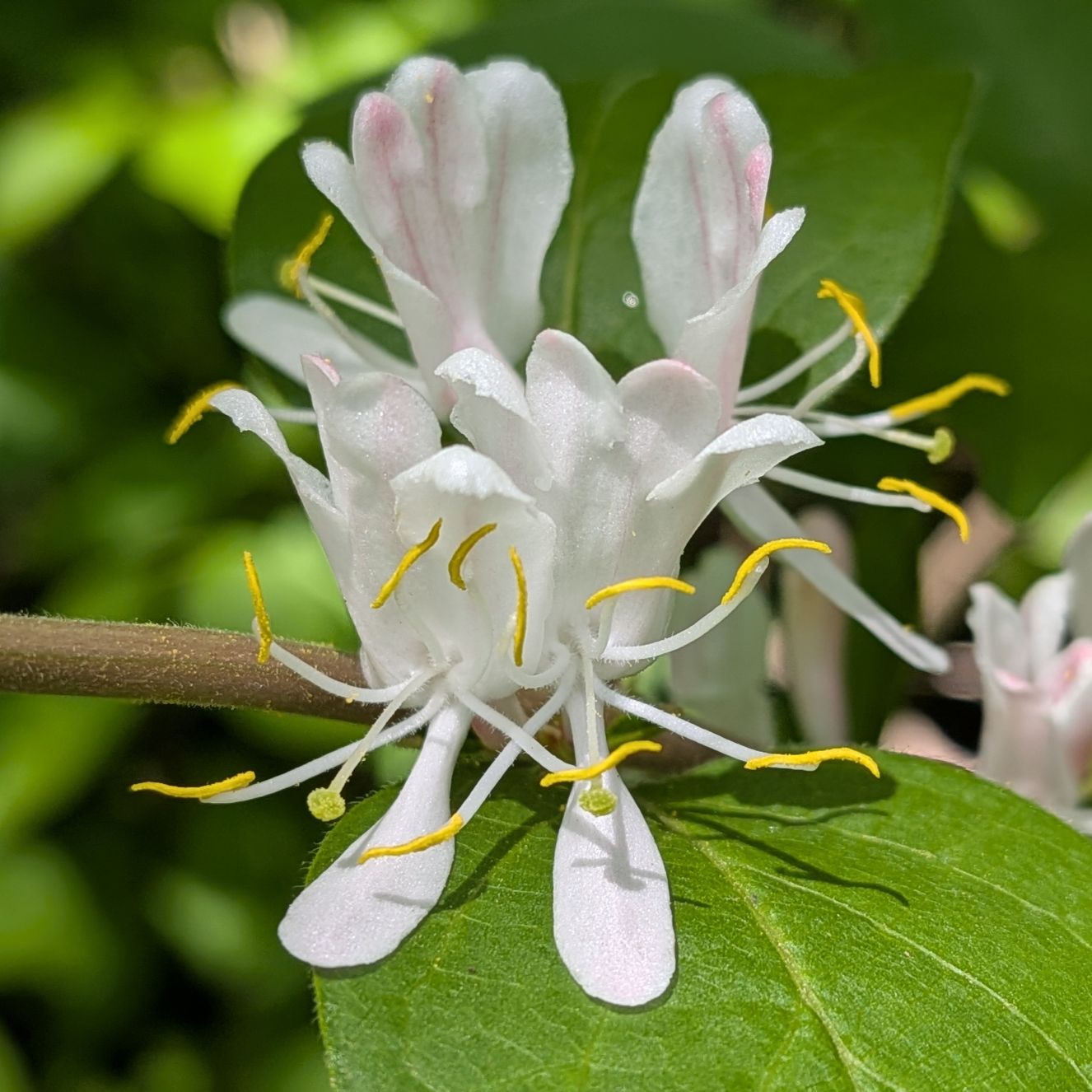 ハナヒョウタンボク / Amur Honeysuckle