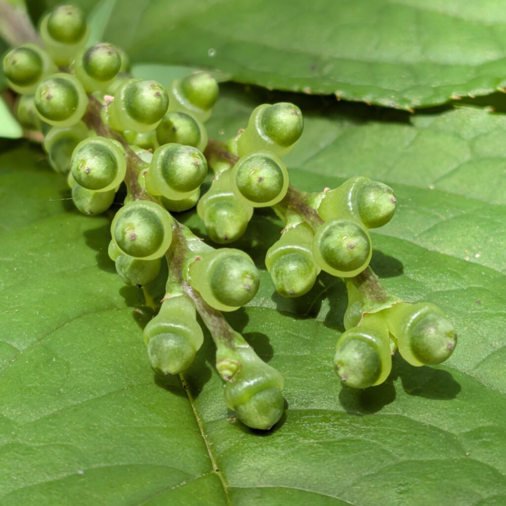 フタリシズカ:核果 / Serrate Chloranthus - Drupes