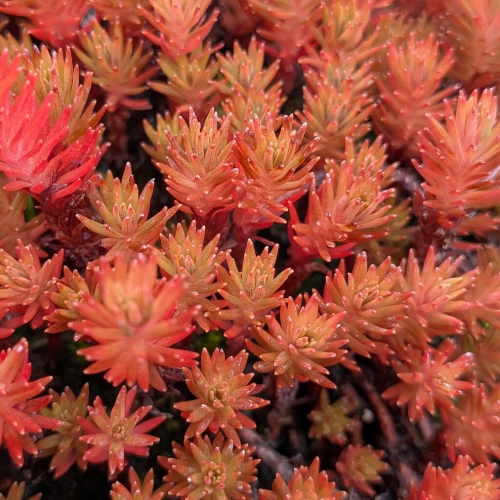 マツノハマンネングサ：赤色の葉 ／ Hakone Stonecrop - Red foliage