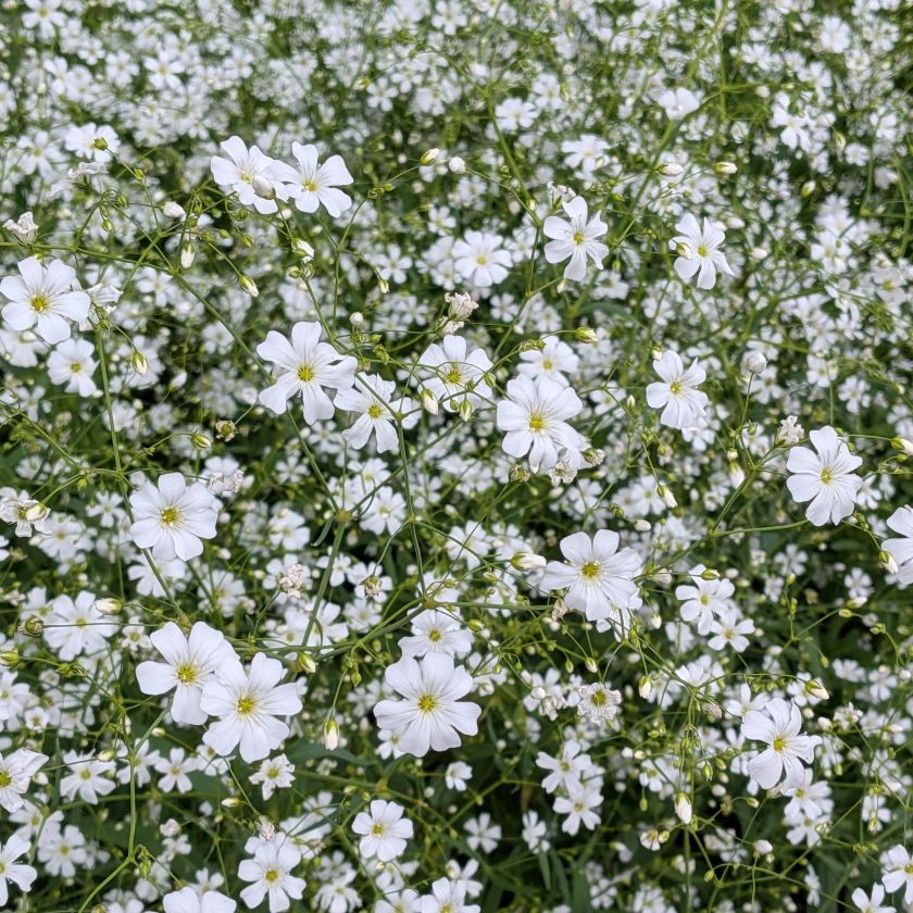 カスミソウ：花々を近くから ／ Baby's Breath - Up close with the flowers