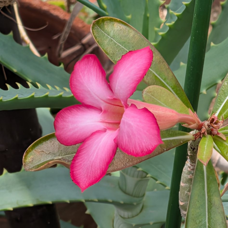 アデニウム：花を斜めから ／ Desert Rose - Angled view