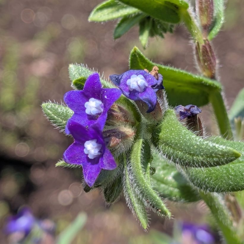 アルカネット:花々と葉 / Common Alkanet - Flowers and foliage