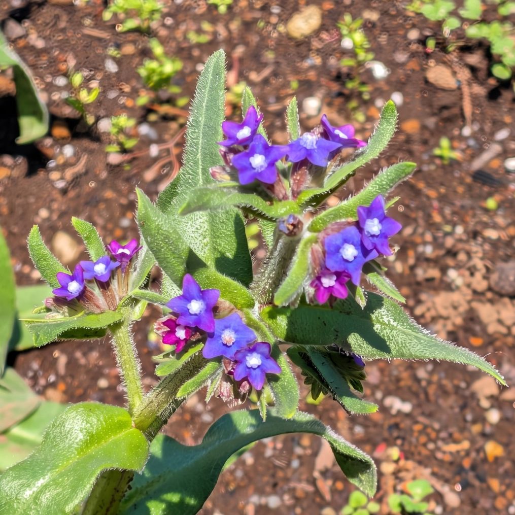アルカネット:茎と葉と花々 / Common Alkanet - Stems, foliage, and flowers