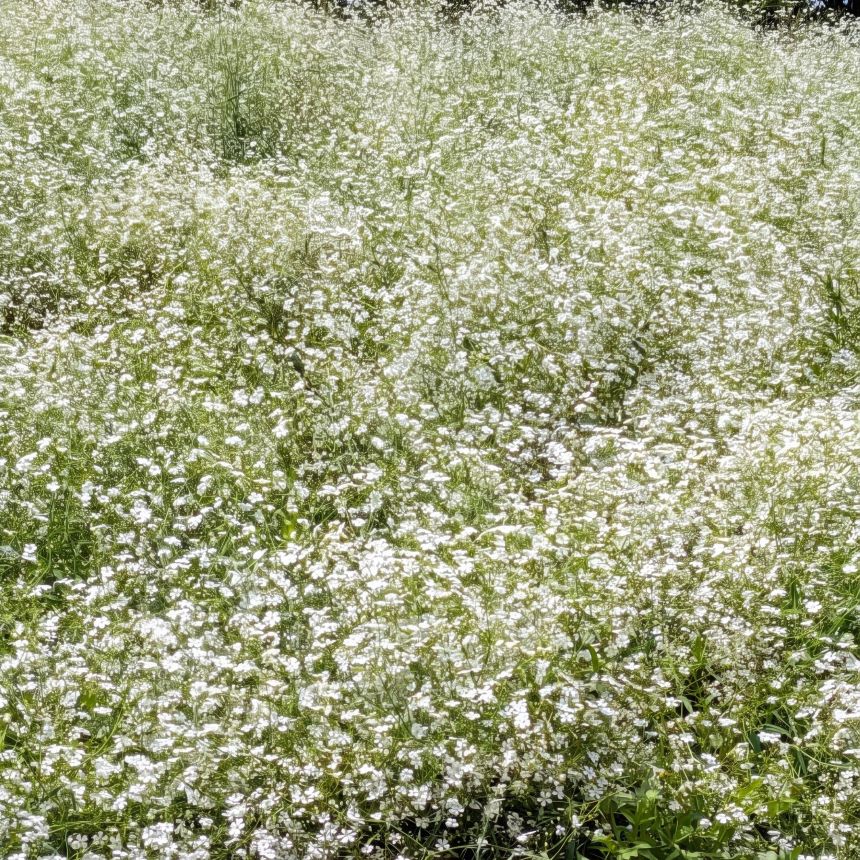 カスミソウ：花々を遠くから ／ Baby's Breath - Flowers from afar