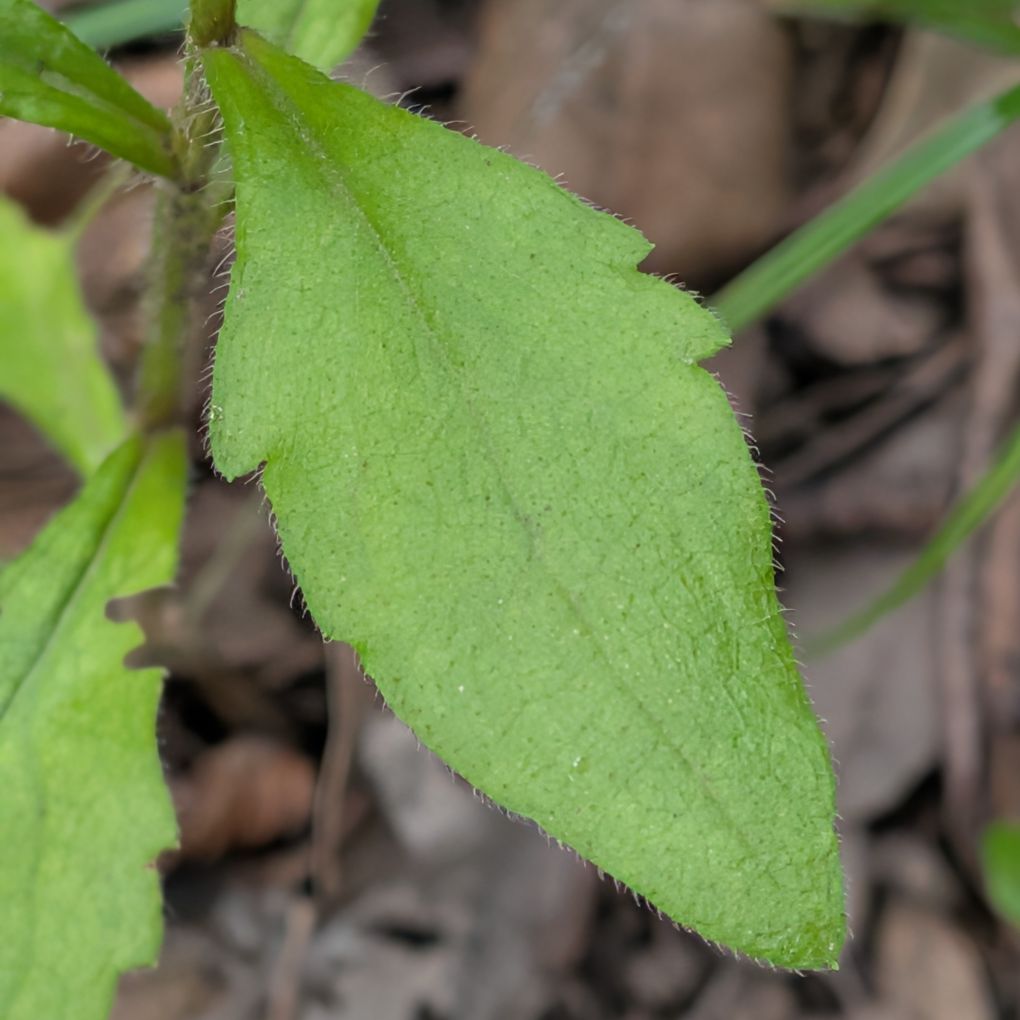 ヒメジョオン:葉 / Annual Fleabane - Leaf