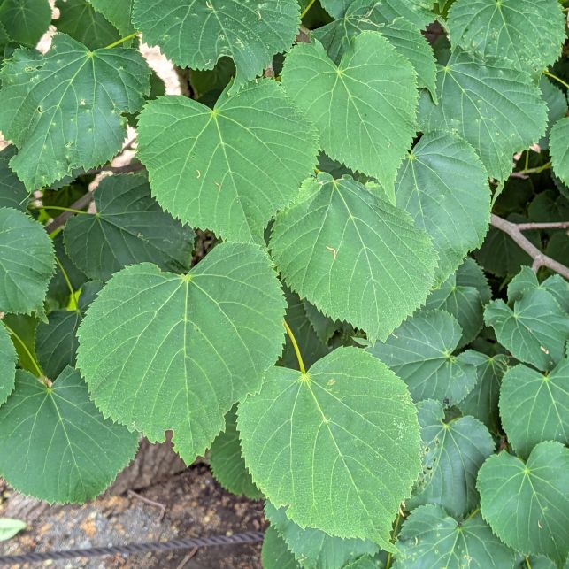 シナノキ：葉 ／ Japanese Linden - Leaves