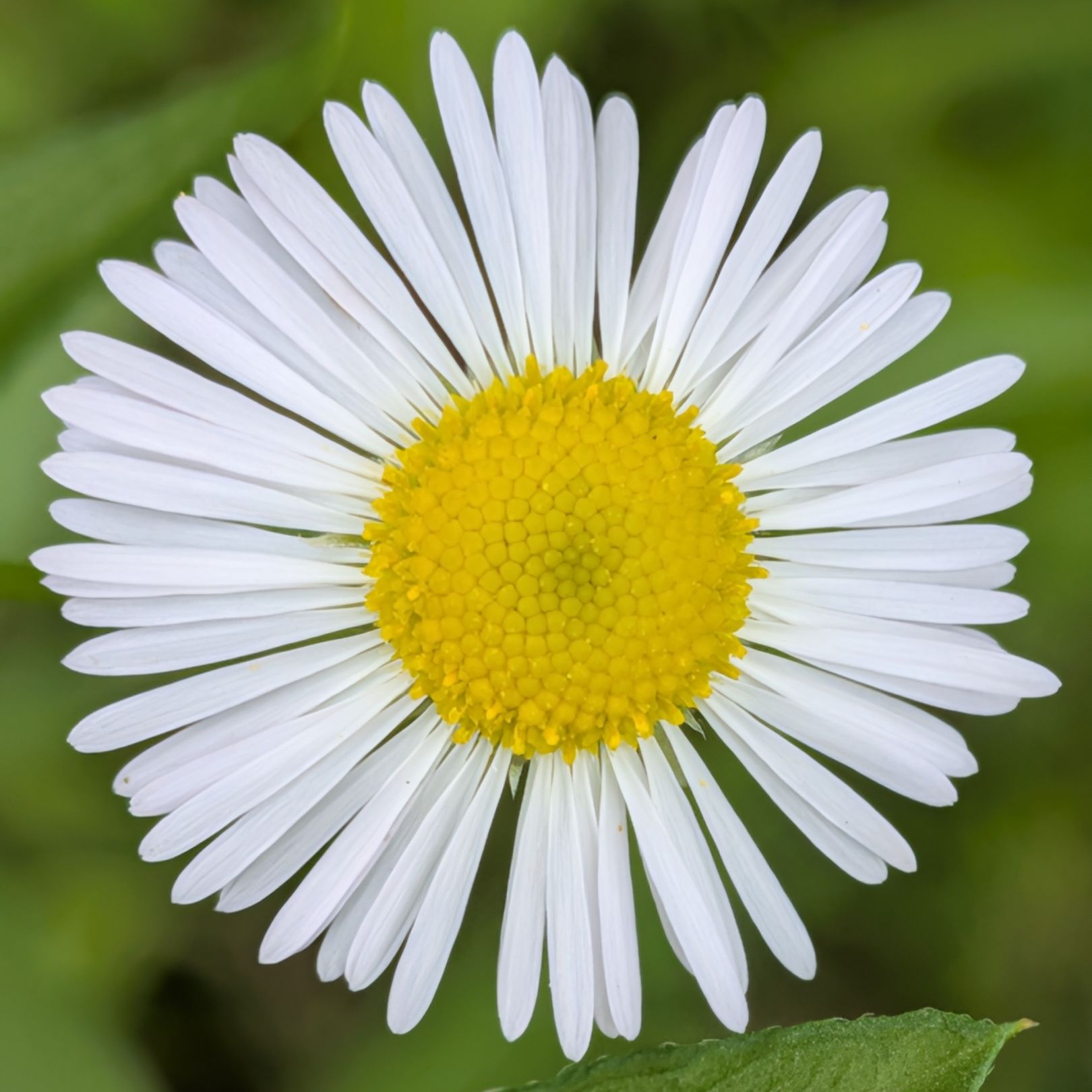 ヒメジョオン / Annual Fleabane