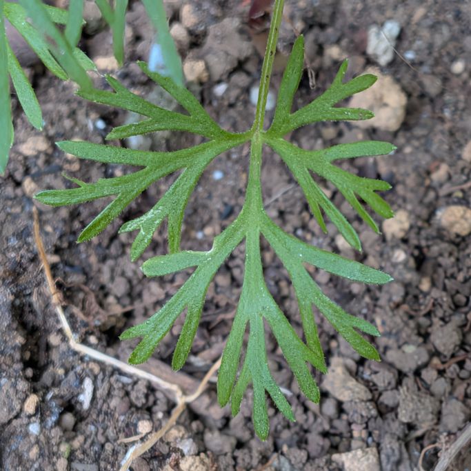 オオヒエンソウ：葉 ／ Siberian Larkspur - Leaves