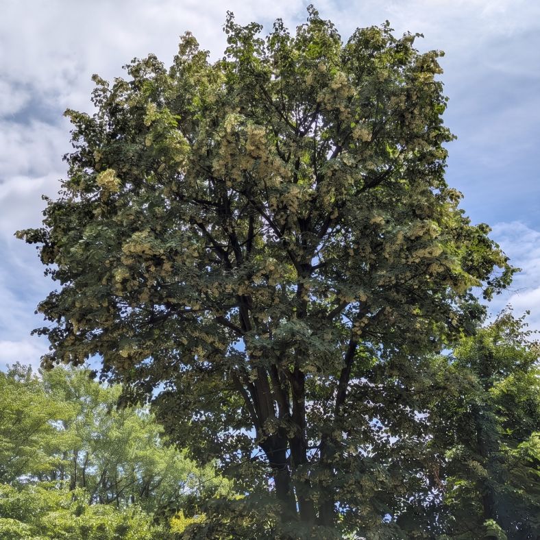 シナノキ：木全体 ／ Japanese Linden - The Whole Tree