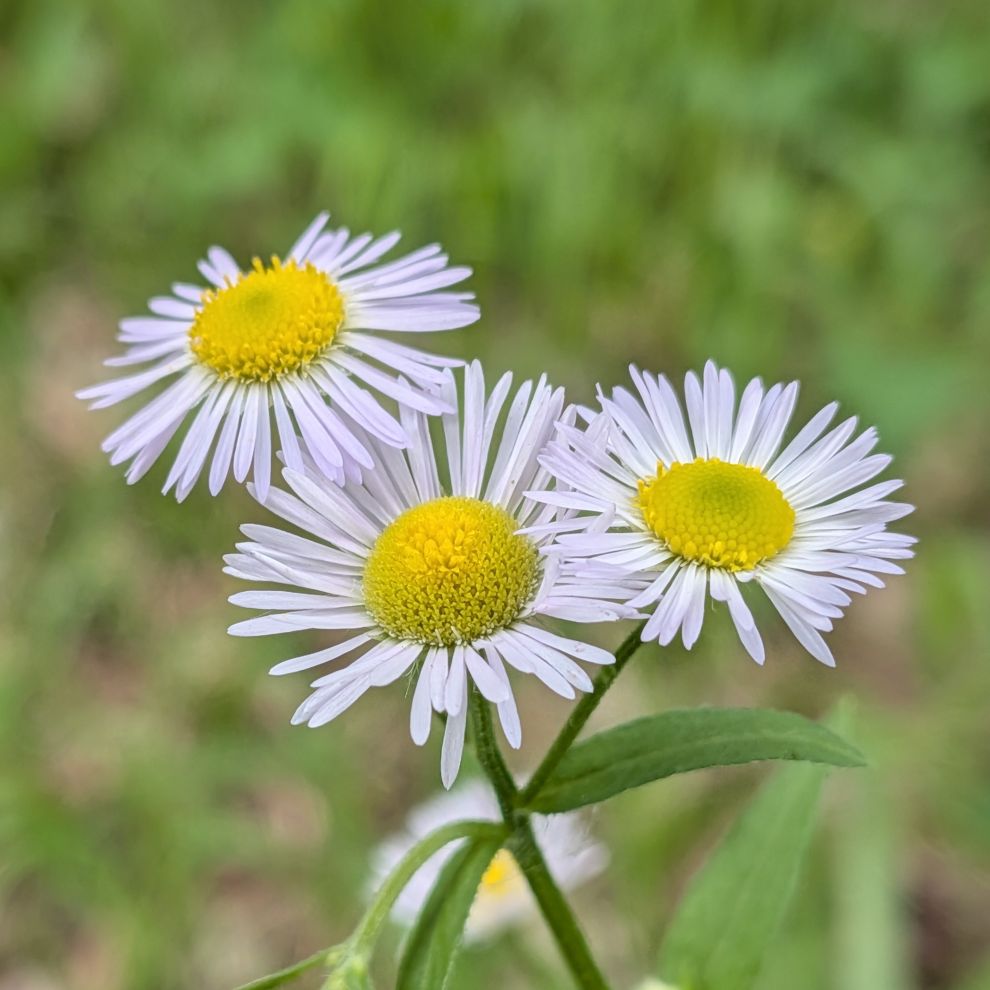 ヒメジョオン:3輪 / Annual Fleabane - 3 blooms