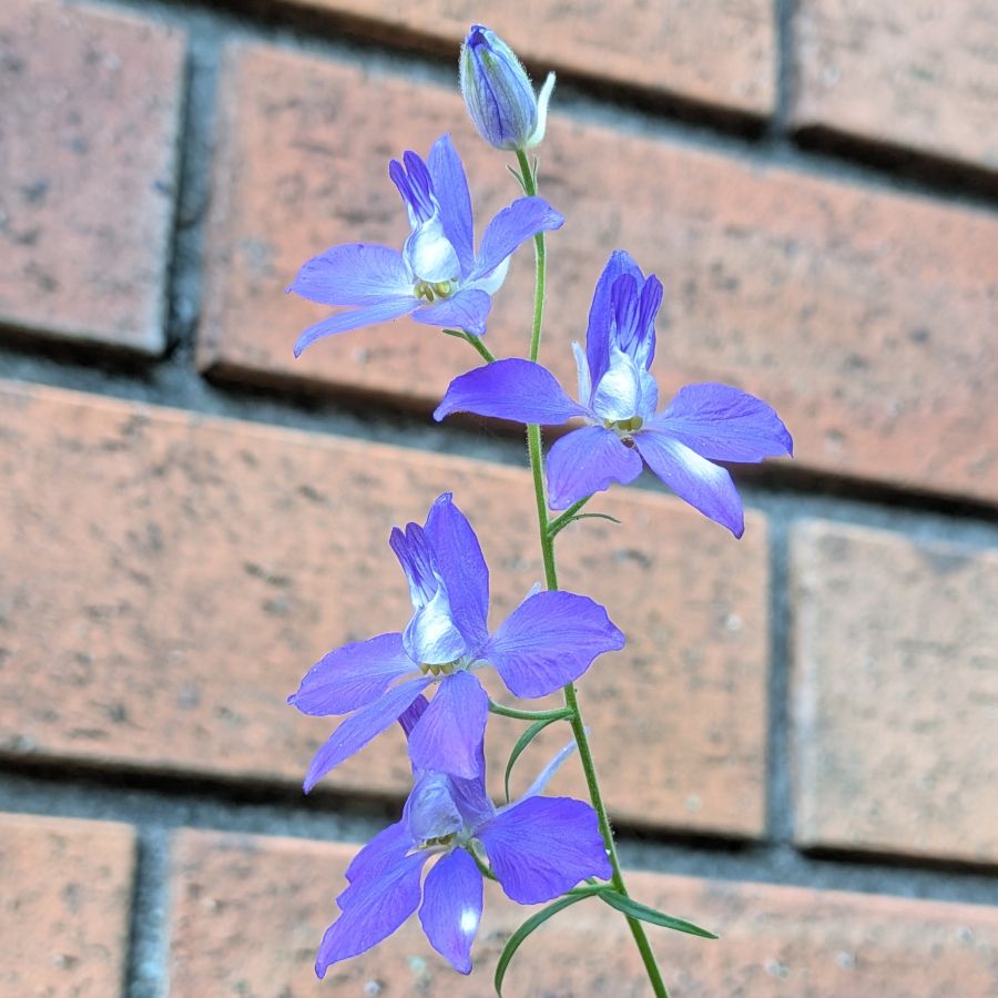 オオヒエンソウ：茎先の蕾と花々 ／ Siberian Larkspur - A bud and flowers at the tip of the stem