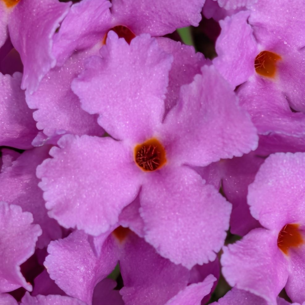 フサフジウツギ:小花 / Butterfly Bush - Floret