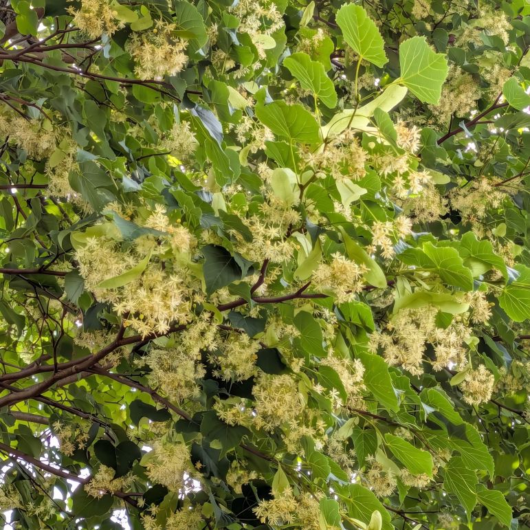 シナノキ：枝と葉と花々 ／ Japanese Linden - Branches & Blossoms