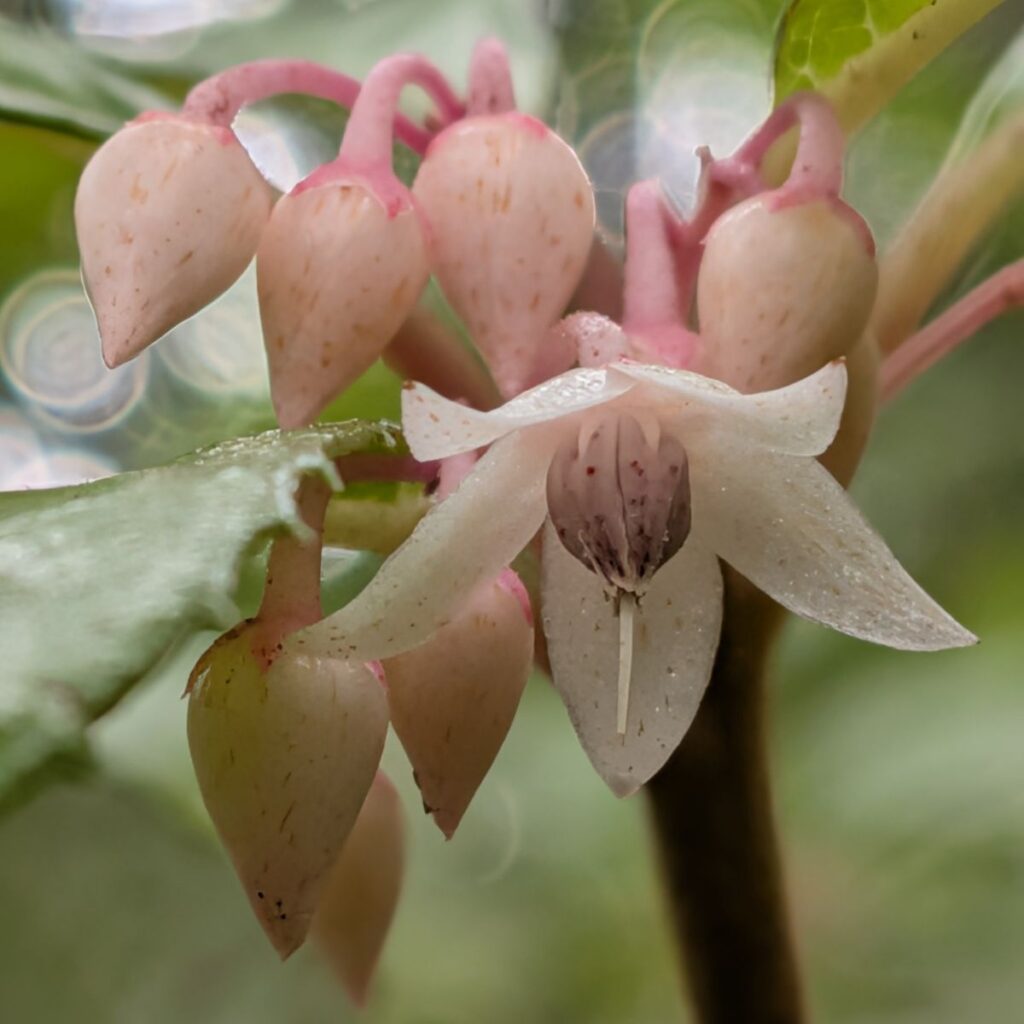 ヤブコウジ：蕾と花 ／ Japanese Ardisia - Buds and flower