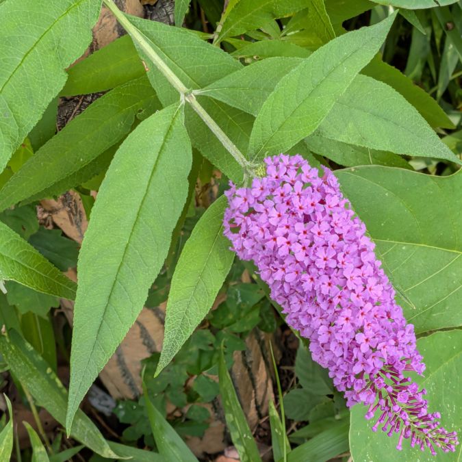 フサフジウツギ:葉と花穂 / Butterfly Bush - Leaves and flower spikes