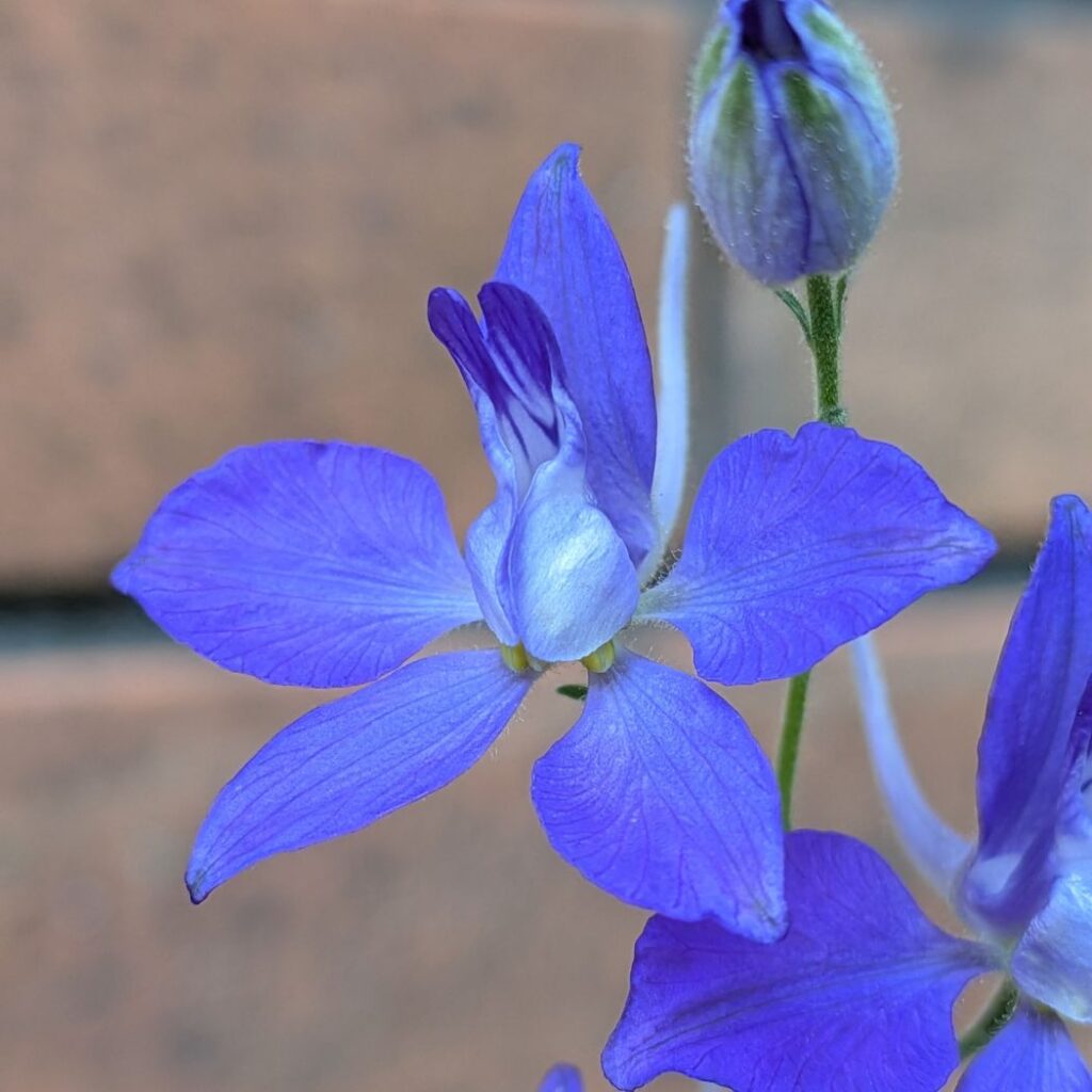 オオヒエンソウ：花を斜めから ／ Siberian Larkspur - Flower from a diagonal angle