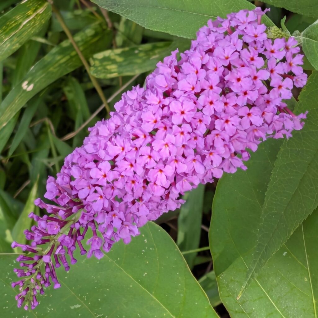フサフジウツギ:花穂 / Butterfly Bush - Flower spike