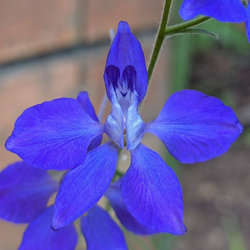 オオヒエンソウ：花を正面から ／ Siberian Larkspur - Flower from the front