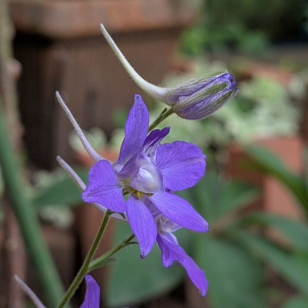オオヒエンソウ：蕾と花を側面から ／ Siberian Larkspur - A bud and flowers from the side