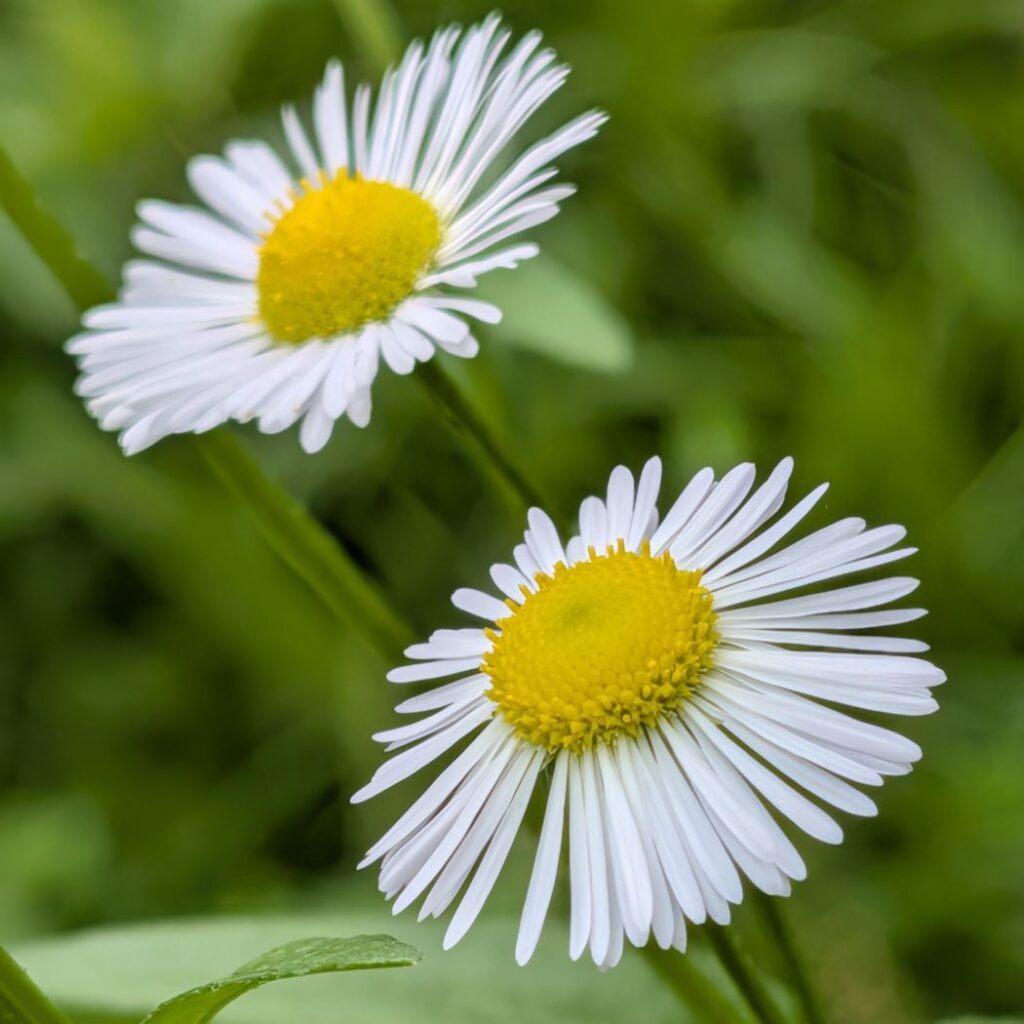 ヒメジョオン:2輪 / Annual Fleabane - 2 blooms