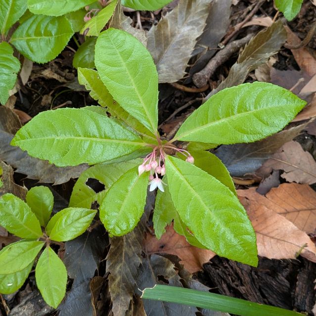 ヤブコウジ：葉 ／ Japanese Ardisia - Leaves