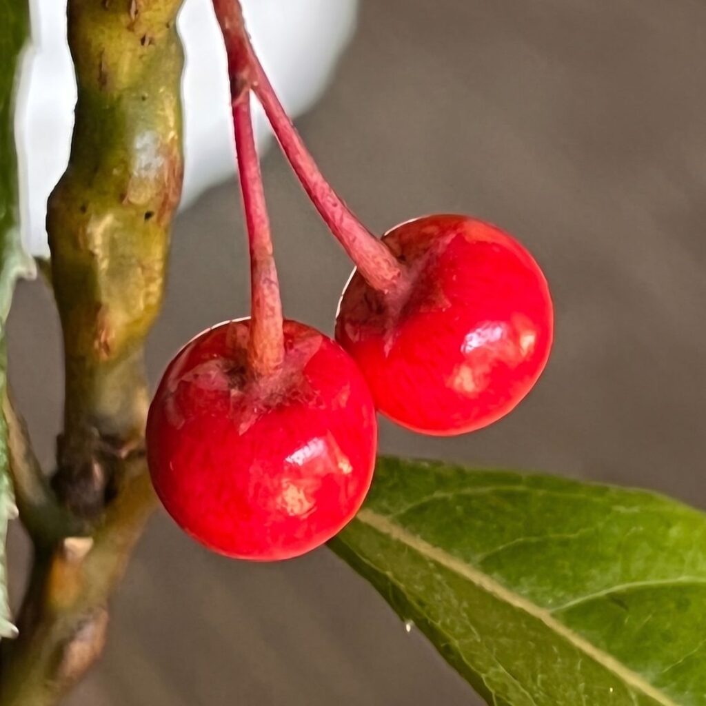ヤブコウジ：果実 ／ Japanese Ardisia - Berries