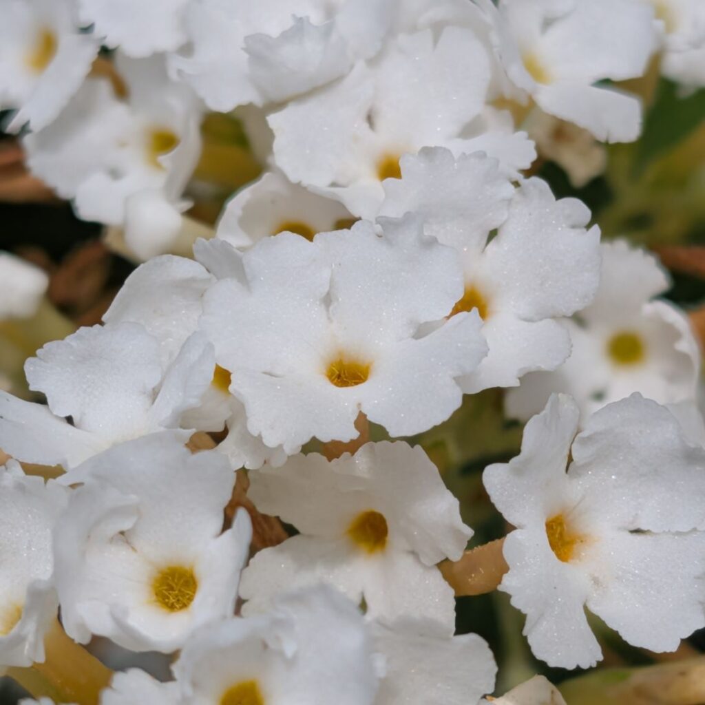 フサフジウツギ:白色の小花 / Butterfly Bush - White florets