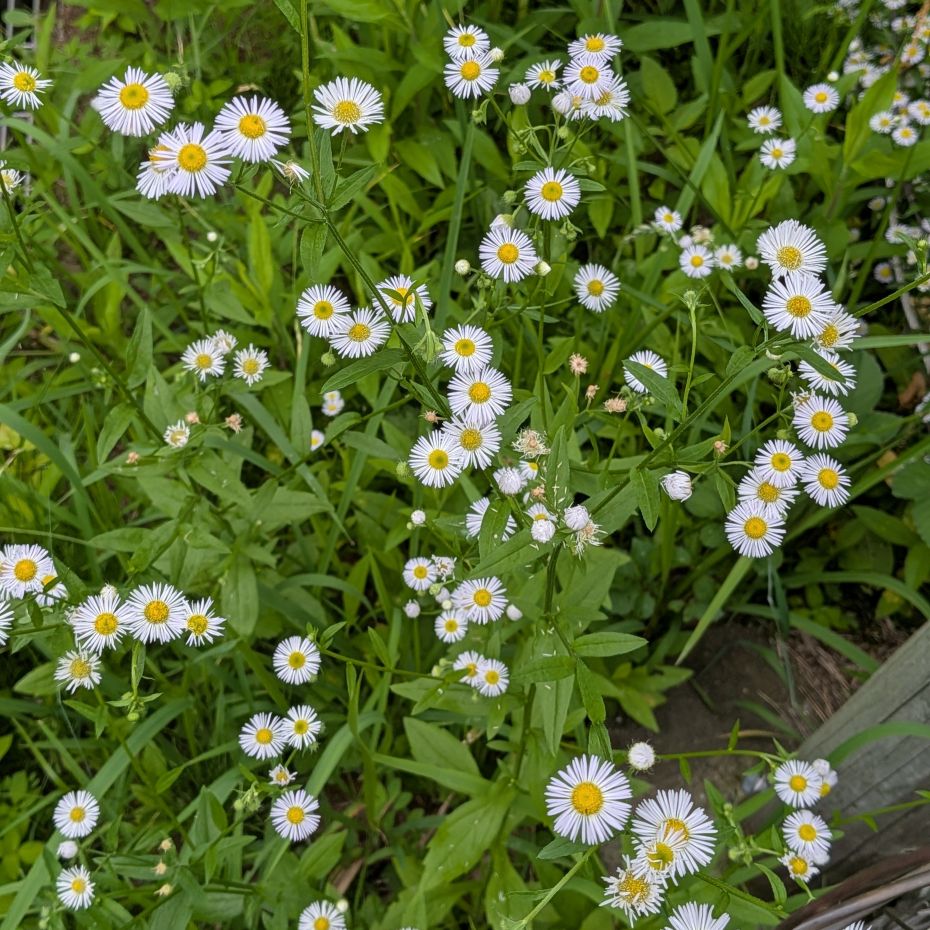 ヒメジョオン:群生 / Annual Fleabane - Cluster