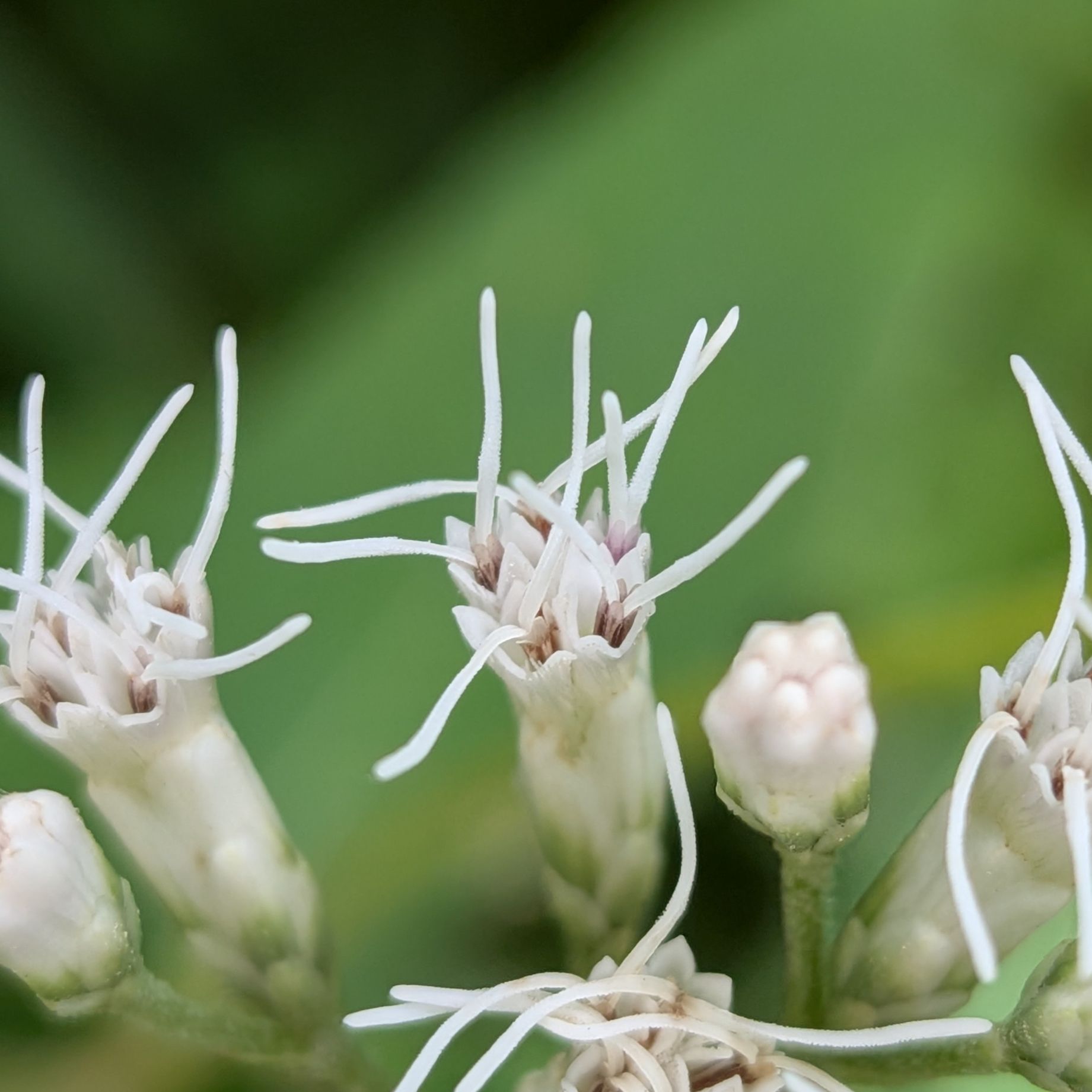 ヒヨドリバナ / Japanese Boneset