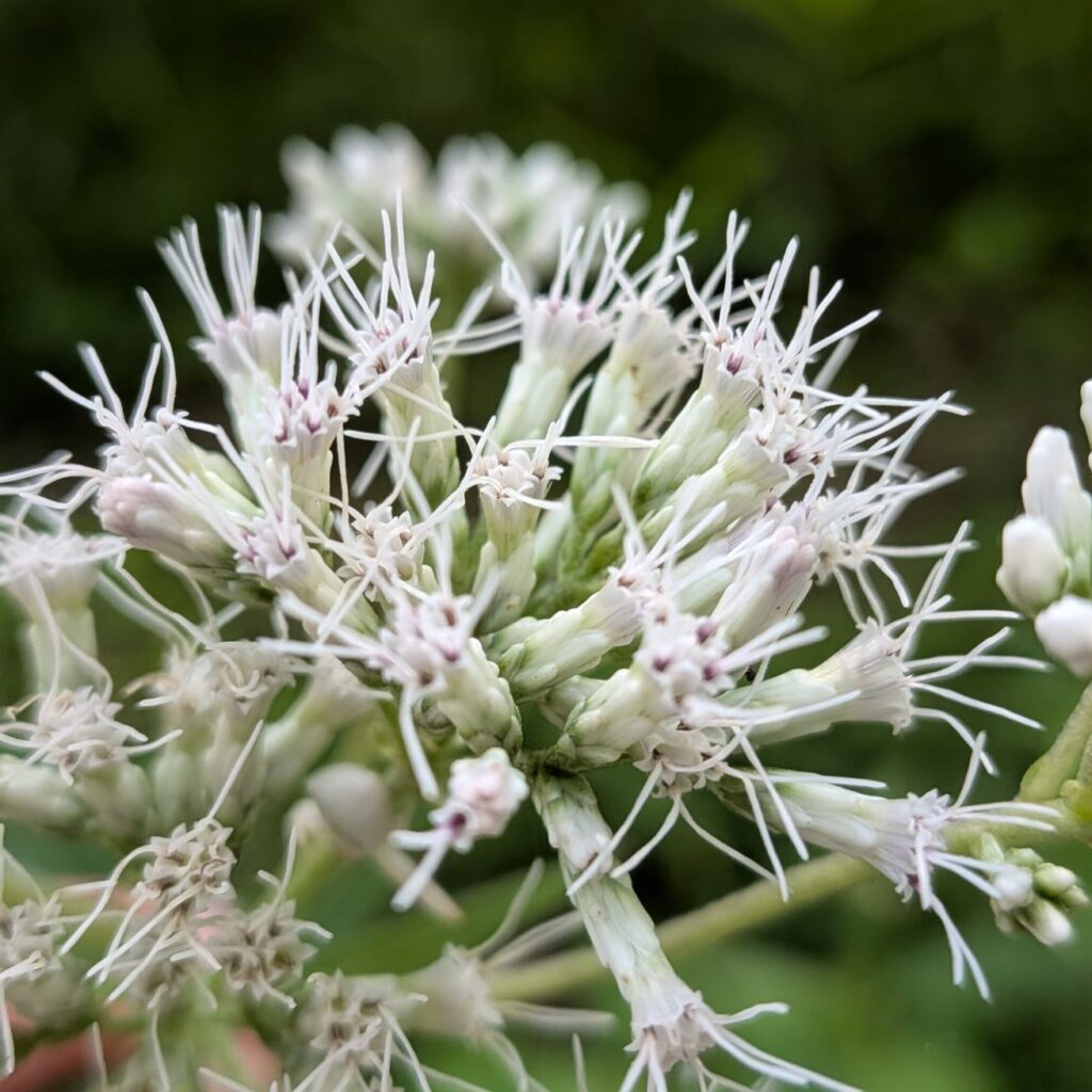 ヒヨドリバナ：花序を近くから ／ Japanese Boneset - Inflorescence (Close-up)