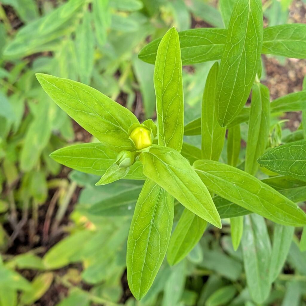 トモエソウ：蕾と葉 ／ Great St. John's Wort - Bads and leaves