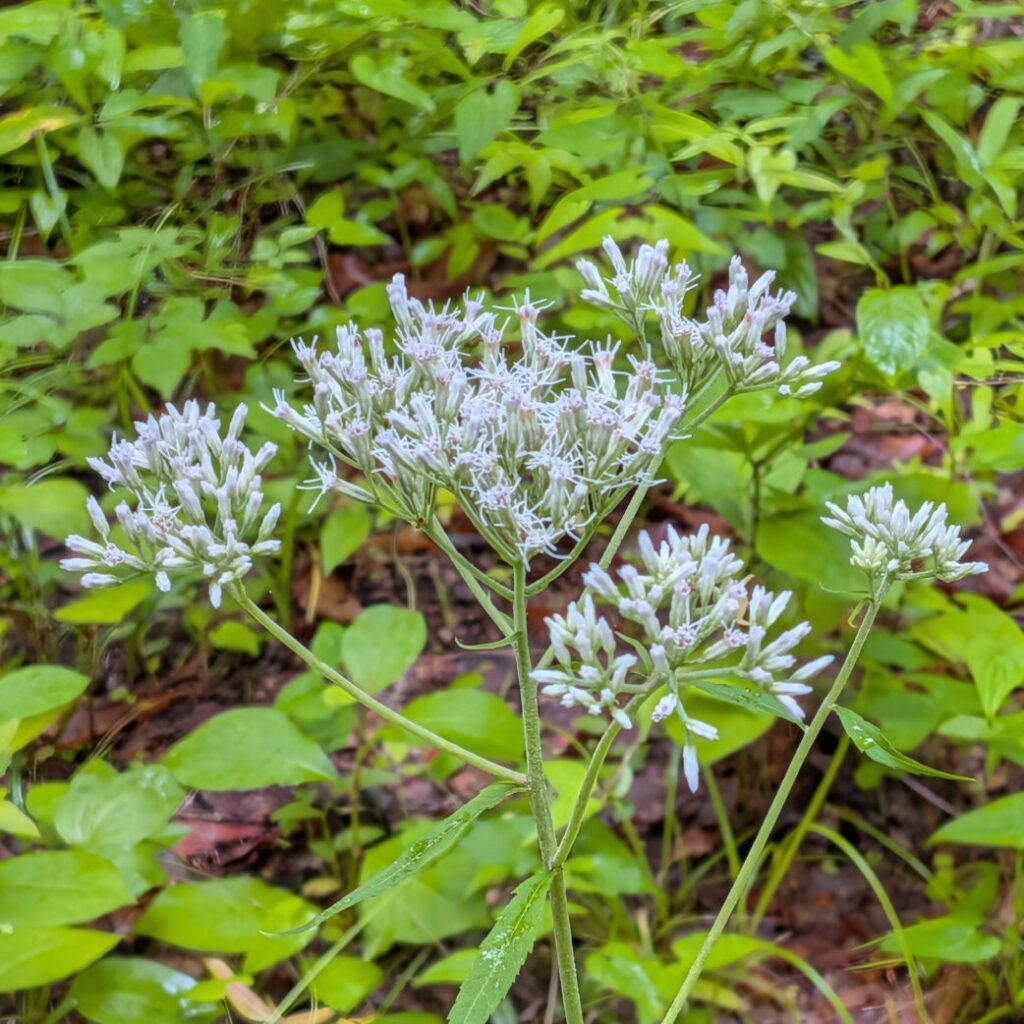 ヒヨドリバナ：花序 ／ Japanese Boneset - Inflorescence