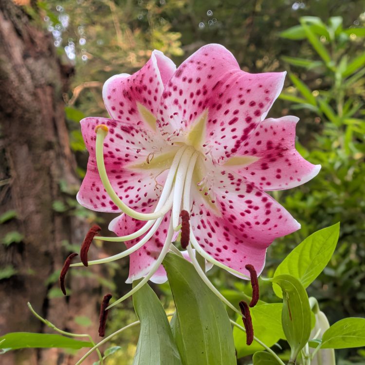 カノコユリ：花を正面から ／ Speciosum Lily - Flower viewed from the front