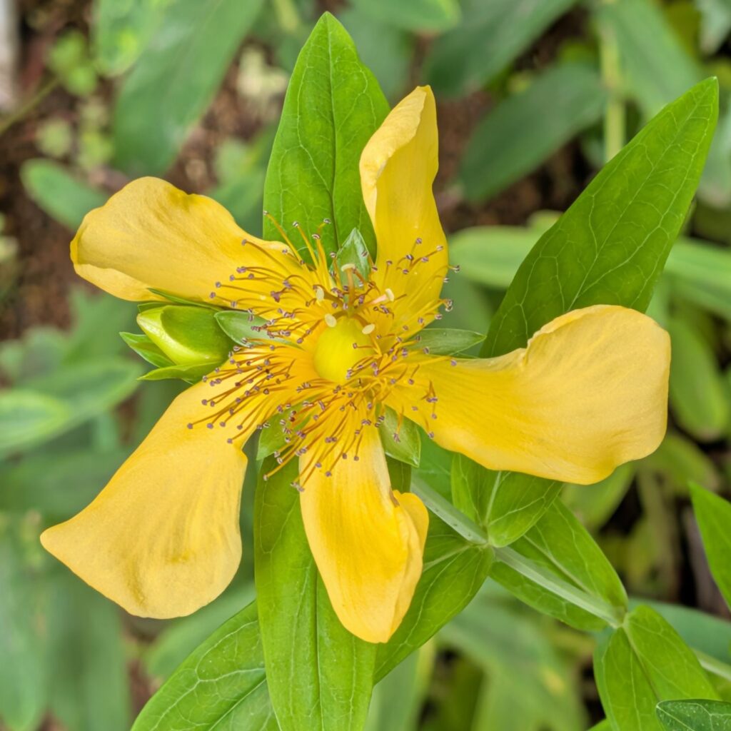 トモエソウ：花を正面から ／ Great St. John's Wort - Front view of flower