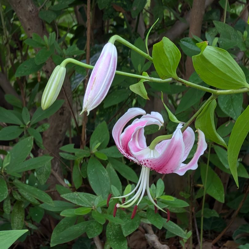 カノコユリ：蕾と花 ／ Speciosum Lily - Buds and flower