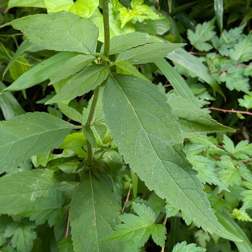 ヒヨドリバナ：葉 ／ Japanese Boneset - Leaves