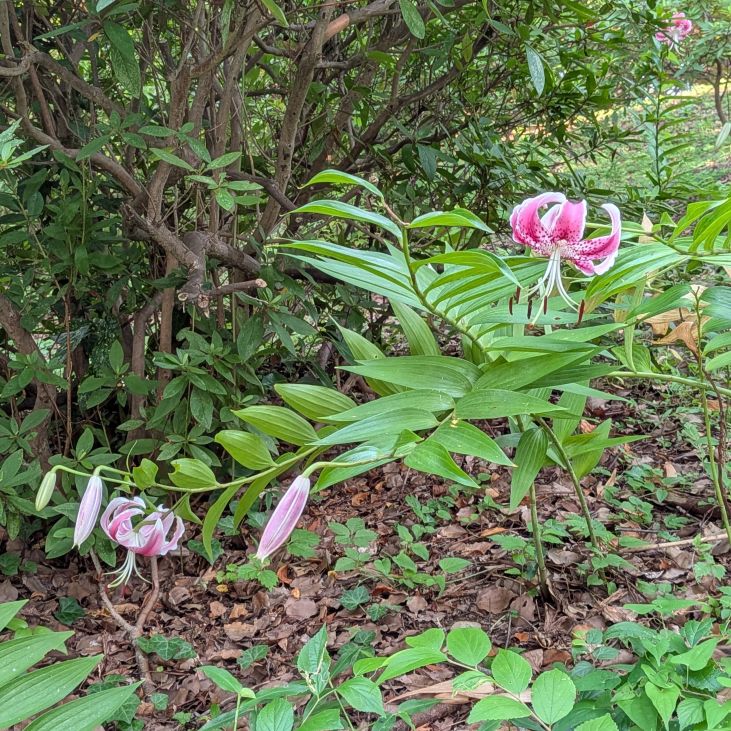 カノコユリ：株全体 ／ Speciosum Lily - Whole plant